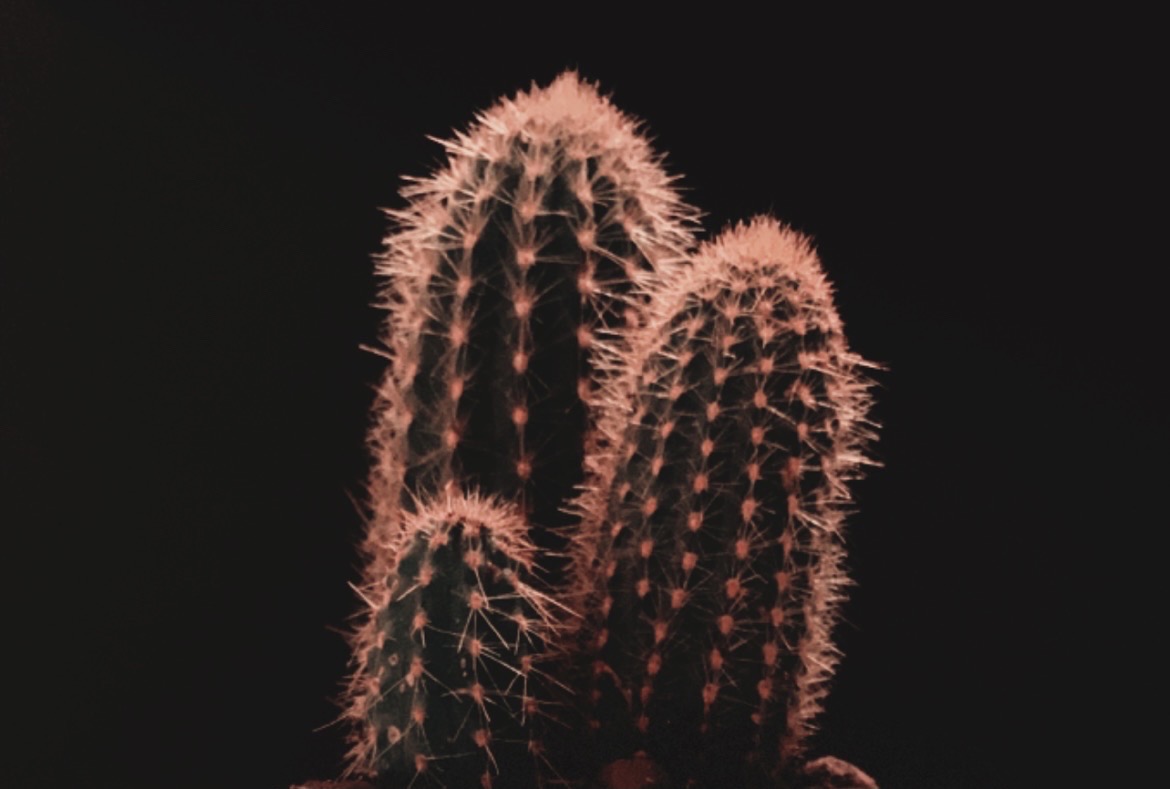 مشعل