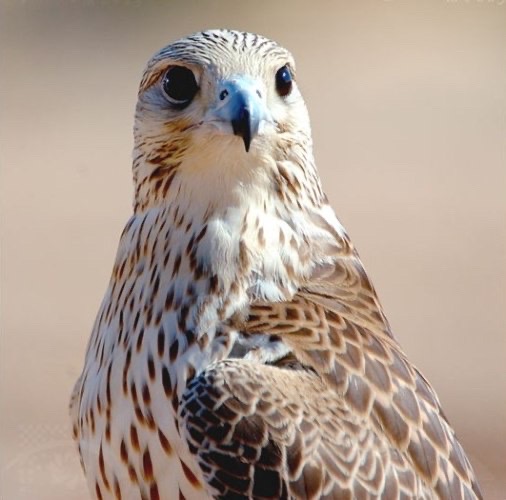 سعود