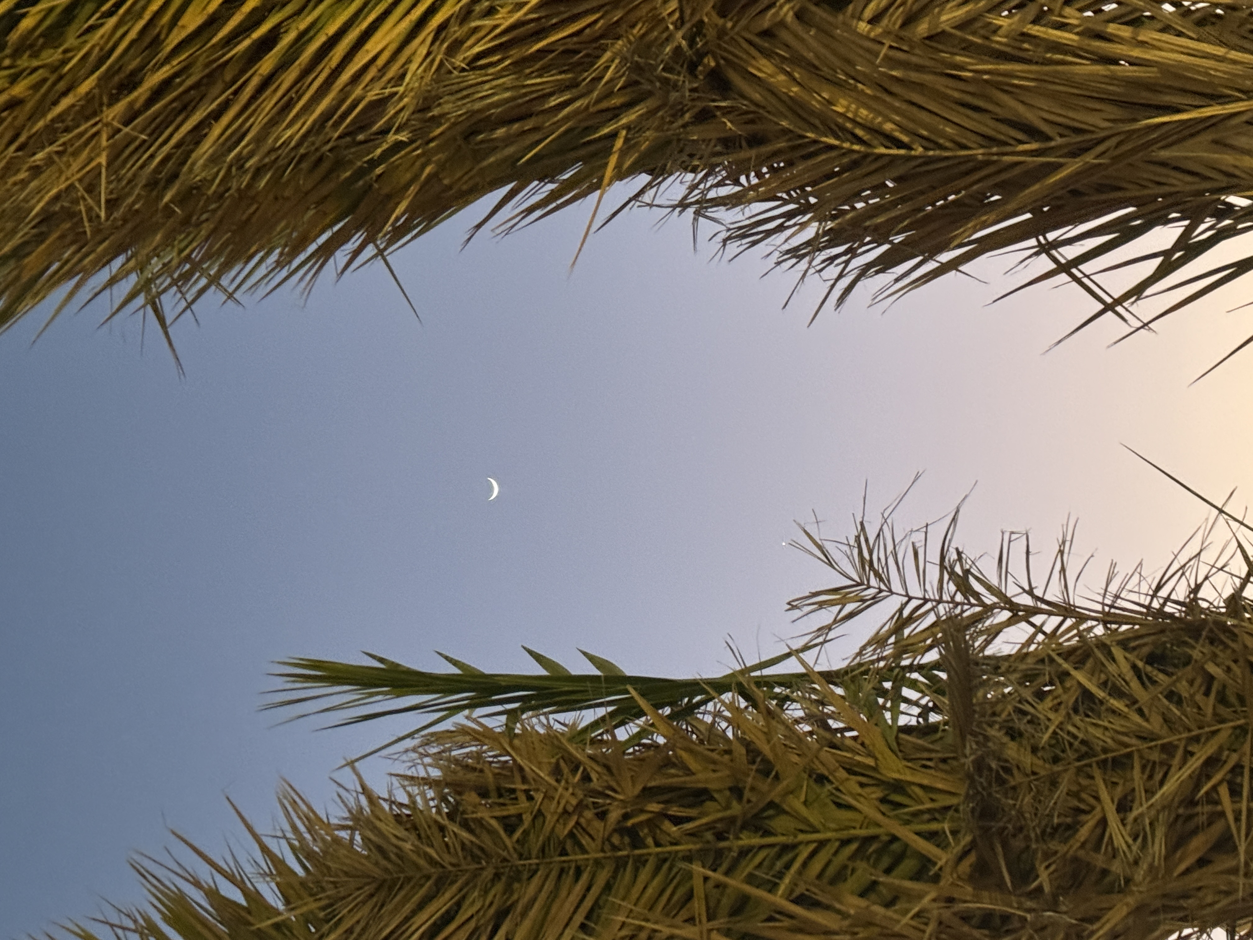 مشعل