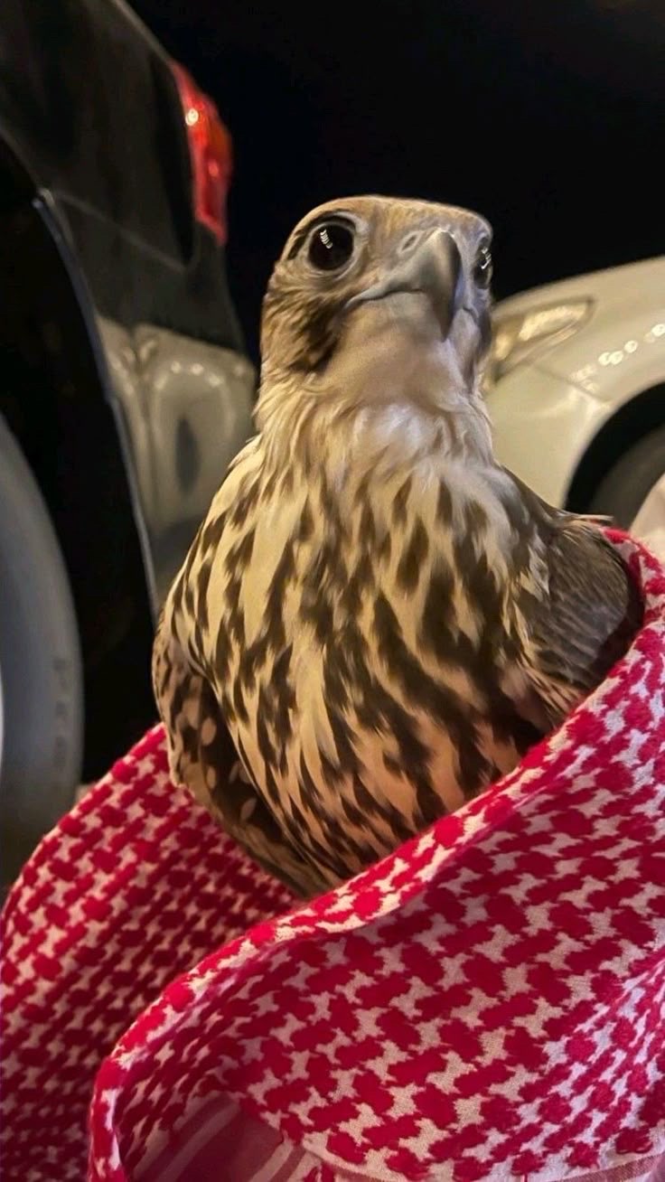 سعود